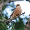 Dravce &raquo; Falco vespertinus (Sokol červenonohý)